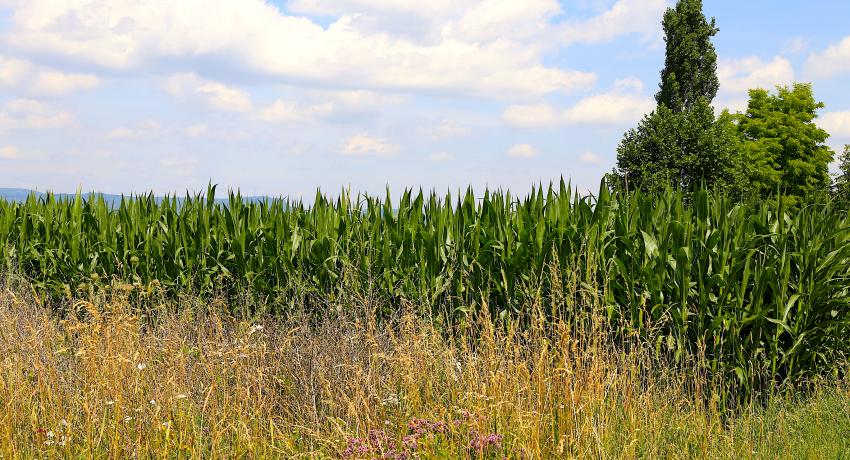 Cornfields Lüthy distillery