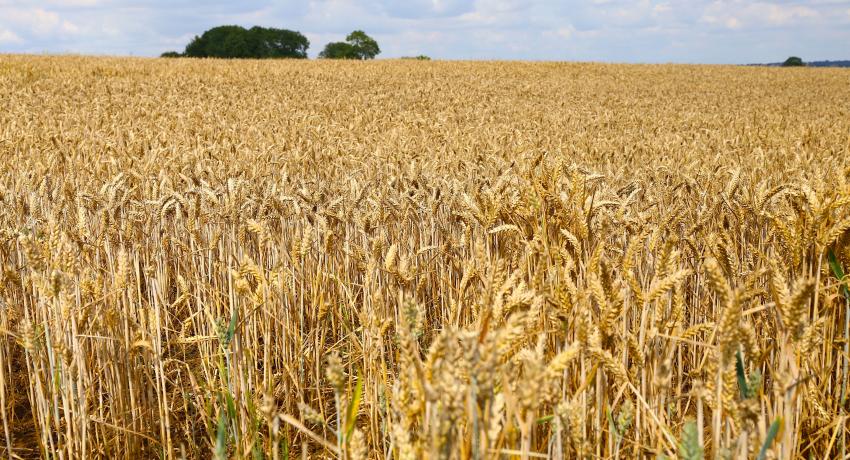 Grain Fields near Cotswolds Distillery